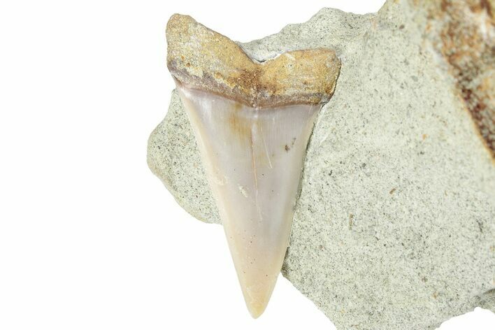 Narrow White Shark Tooth Fossil on Sandstone - Bakersfield, CA #238333